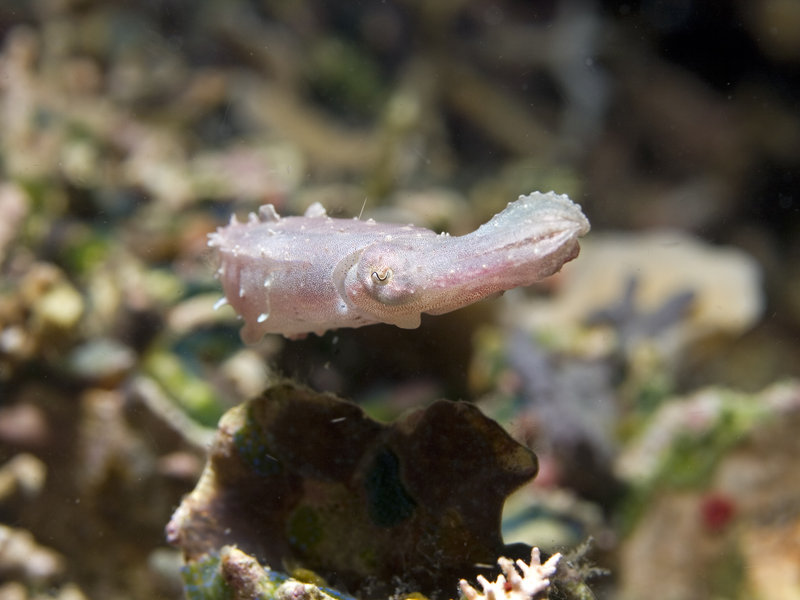 Squid, Mandarin Patch